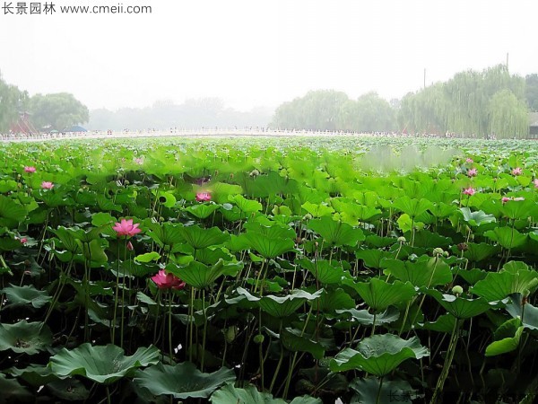 荷花種子發(fā)芽出苗圖片 荷花種子發(fā)芽出苗圖片