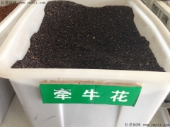 牽?；ǚN子