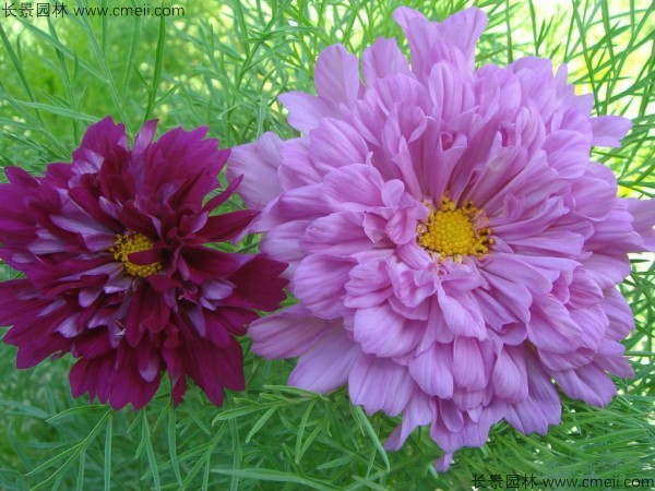 格?；ǚN子發(fā)芽出苗開花圖片