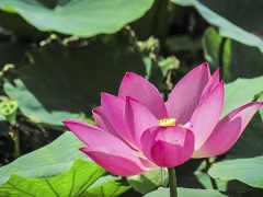 「荷花苗」最新盆栽荷花種苗_價格_圖片_產(chǎn)地報(bào)