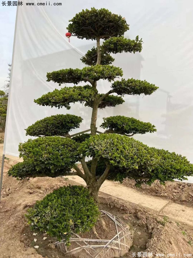 瓜子黃楊小葉黃楊造型樹(shù) 瓜子黃楊小葉黃楊造型樹(shù)