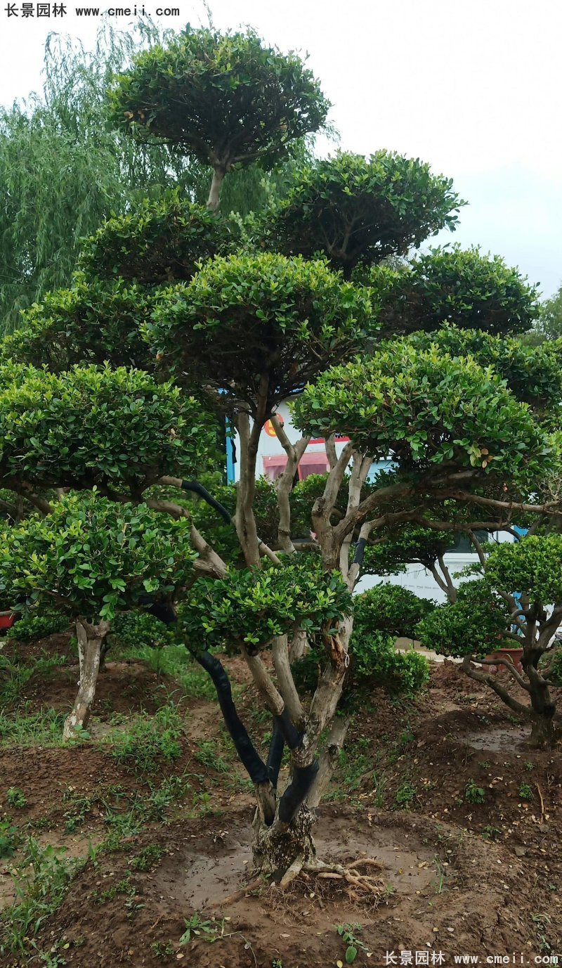 瓜子黃楊小葉黃楊造型樹(shù) 瓜子黃楊小葉黃楊造型樹(shù)