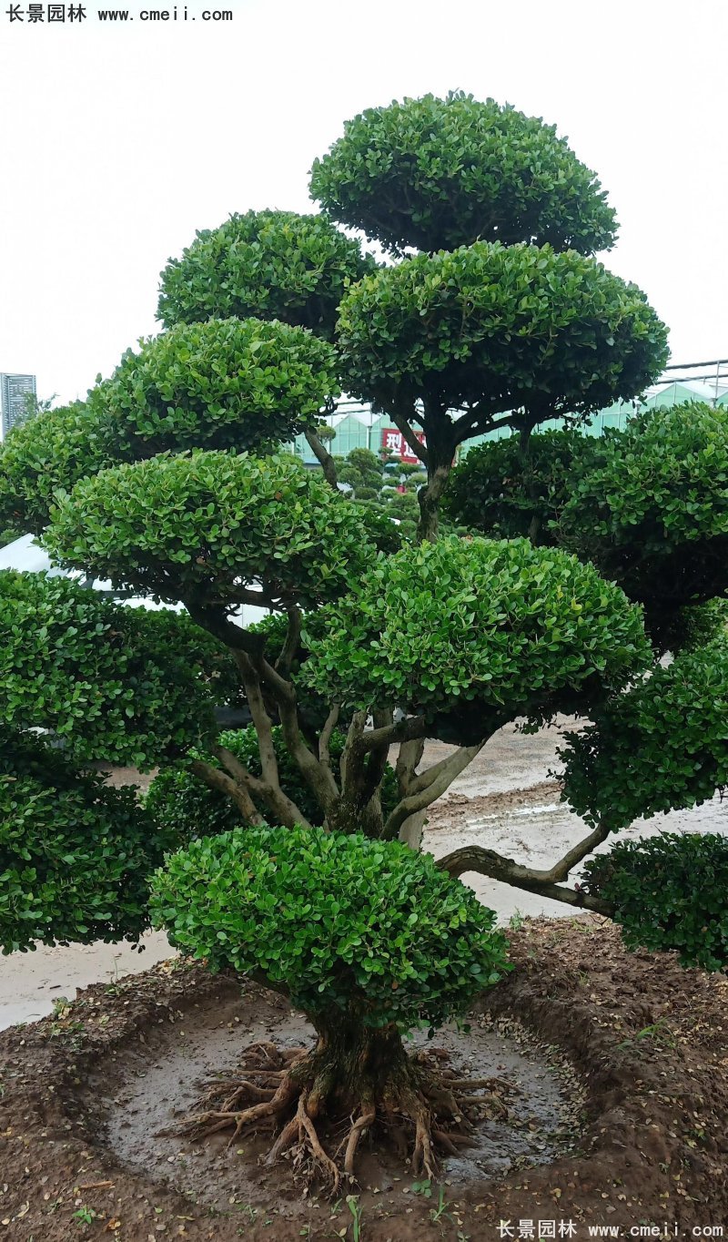 瓜子黃楊小葉黃楊造型樹(shù) 瓜子黃楊小葉黃楊造型樹(shù)