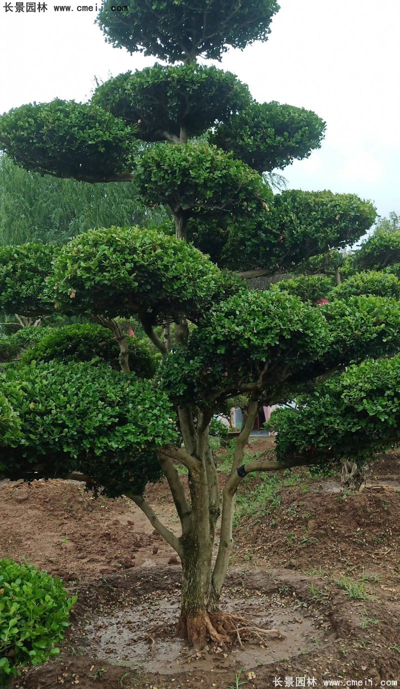 瓜子黃楊小葉黃楊造型樹(shù) 瓜子黃楊小葉黃楊造型樹(shù)