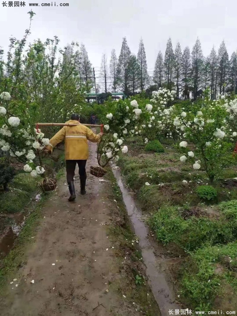 中華木繡球基地實拍圖片 中華木繡球基地實拍圖片