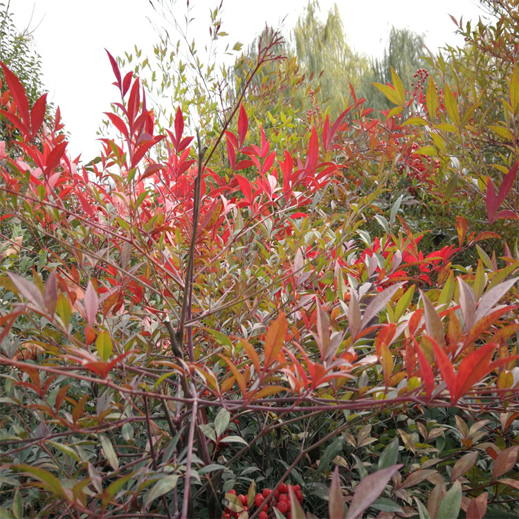 紅天竹 紅天竹